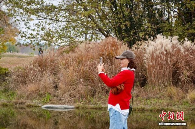 浙江杭州良渚古城遗址公园冬日美景吸引游人