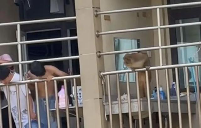 猴子闯进贵州大学宿舍，4名男生大惊失色，边喊边躲，学校工作人员回应