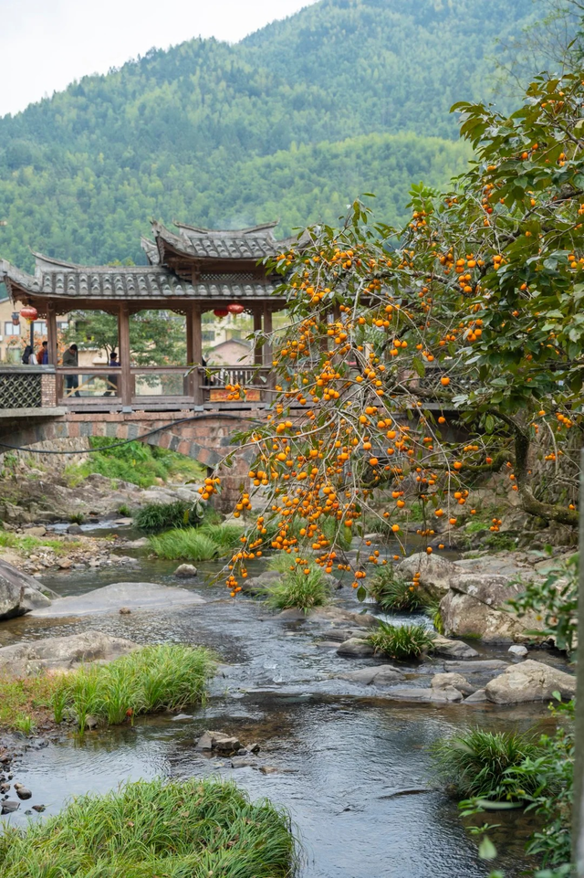 追柿归来！屏南3个古村落亲测好拍好玩好美！建议两天一夜游