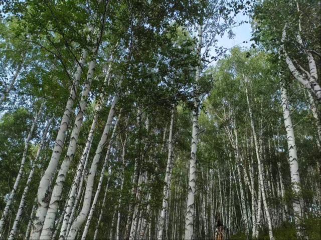 晚潮｜阿勒泰印记——在禾木