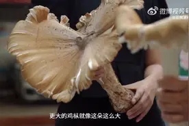 菌杆比手臂还粗！云南惊现1.4公斤大鸡枞图片