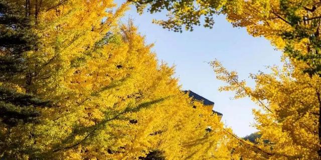 亮相央视！洛阳这些赏秋地，太美！