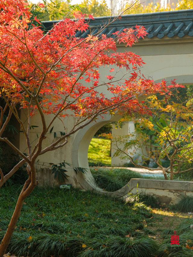 红红红红！红“枫”了！