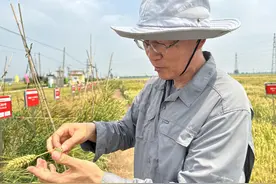麦田里的毕业照 上新啦！图片