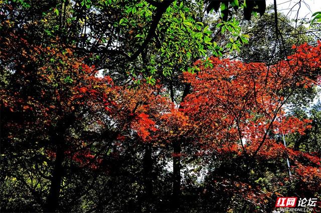 岁暖时刻丨无需远行，中坡山便是怀化的诗与远方