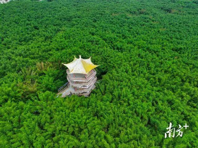 广东厚植绿色家底，释放生态红利