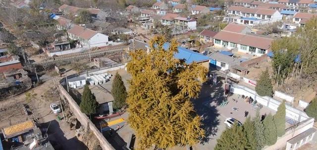 迁安：一树金黄映古村 醉了初冬韵悠长