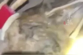文昌海边发现“骨架两米”的不明生物尸体，当地：难判定是何物，已作无害化处理图片