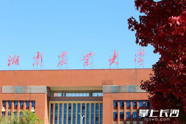 枫叶红了，湖南农大红枫大道成打网红打卡地｜组图