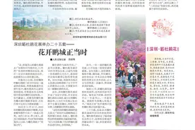 四季绽放的簕杜鹃图片