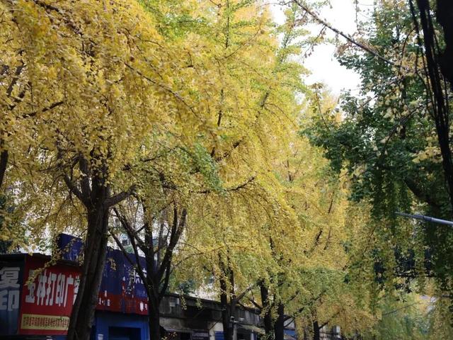 开福上新色：捕捉开福黄调时刻