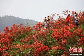 广西灵川：高山杜鹃竞相开 漫山红遍醉游人图片