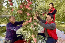 新疆阿克苏迎来苹果采摘季，沁人心脾的“冰糖心”该如何破圈升级？图片