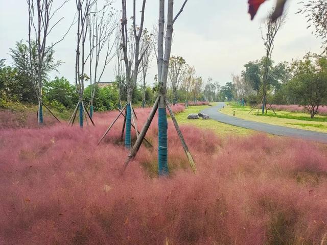 温县，一韵冬色，尽藏美好！