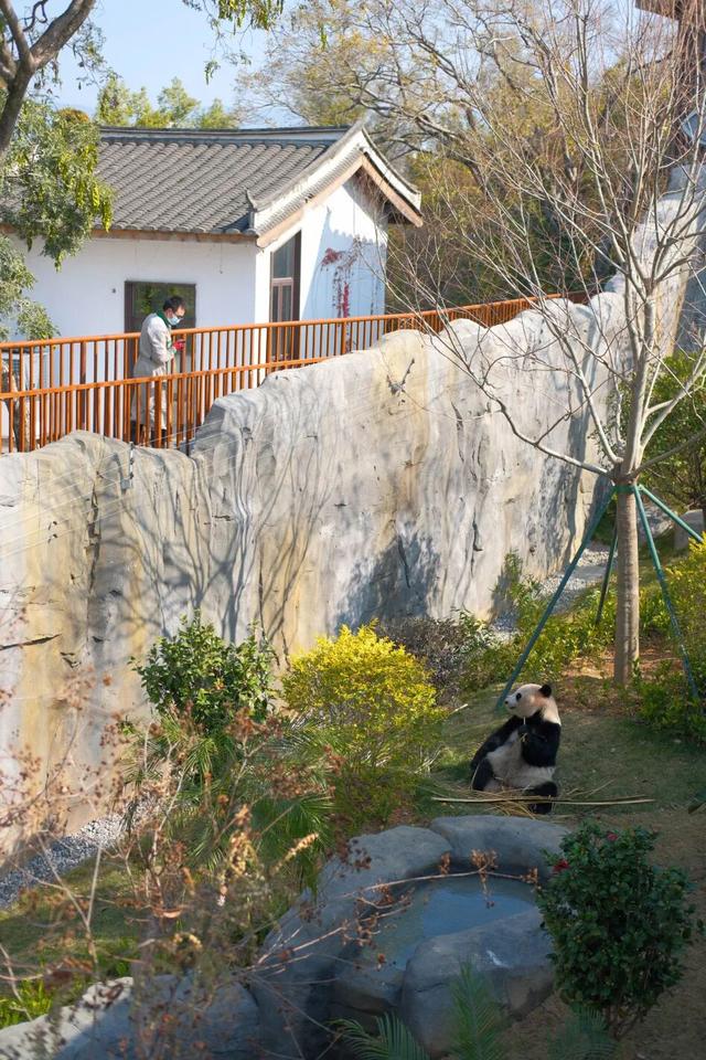 欢迎来到熊猫的家！保姆级攻略请收好！