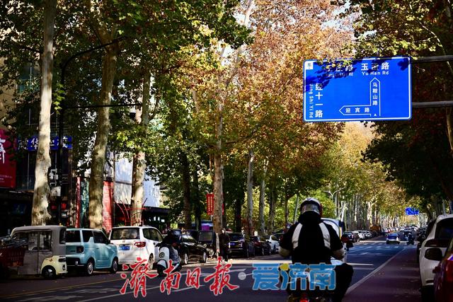 一年四季 泉在济南丨马鞍山路梧桐披“渐变彩裳”，秋末冬初诗意浓