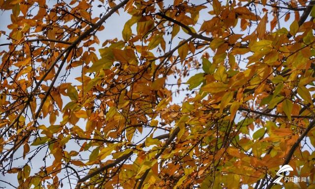 组图丨泰山脚下王母池：红墙映蜡梅 寒香醉冬阳