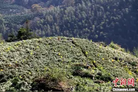 （寻味中华丨饮食）黄山贡菊：高山傲霜枝 入饮润心田图片