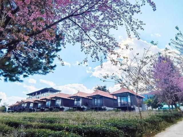 沧源：山藏浪漫 冬樱绽艳 暖冬旅居热度攀升