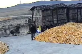 猛虎伤人，不能让野生动物“撒野”太任性！图片