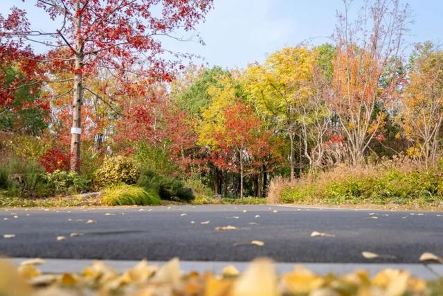 普陀·遇见新视角｜普陀这两个公园开启色彩盛宴，每一帧都是壁纸级大片