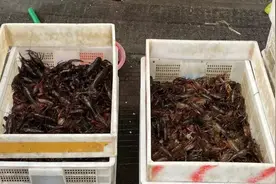 太吓人！一男子吃完小龙虾险截指，只因……图片