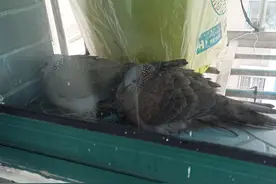 阳台飞来保护动物，能挪窝吗？专家：互不打扰图片