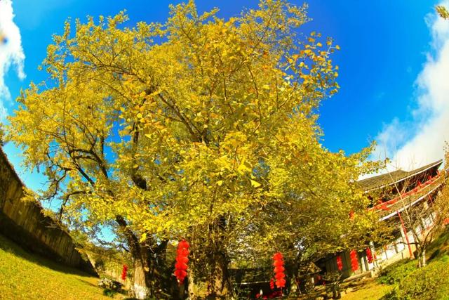 八闽秋冬，藏着一片金色童话