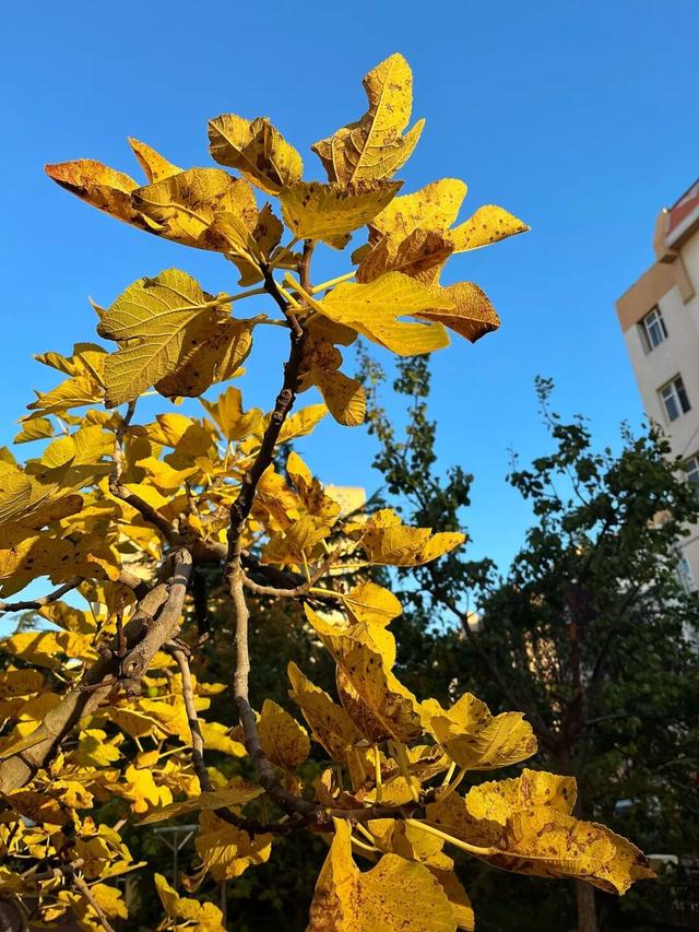 看！市北的深秋落在了地上！快来捡个秋