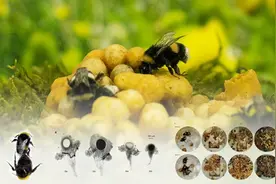 揭开千古进化之谜，工蜂如何“变身”蜂王？——对话中国农科院蜜蜂研究所研究员李继莲图片