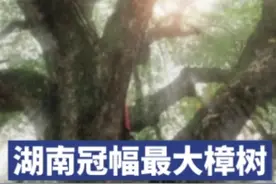 你好，树先生丨湖南最大樟树“寿佛樟”，冠幅1450平方米图片
