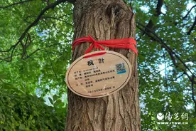 印台区：悬挂树木“身份证”　打造创森“绿色名片”图片