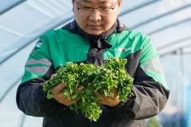 一点红、珍珠菜、富贵菜……春菜季上新，小众菜争鲜图片