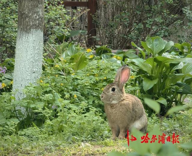 哈尔滨松北一小区宠物兔“越狱”两年繁育四代，业主有人“稀罕”有人忧，专家提醒