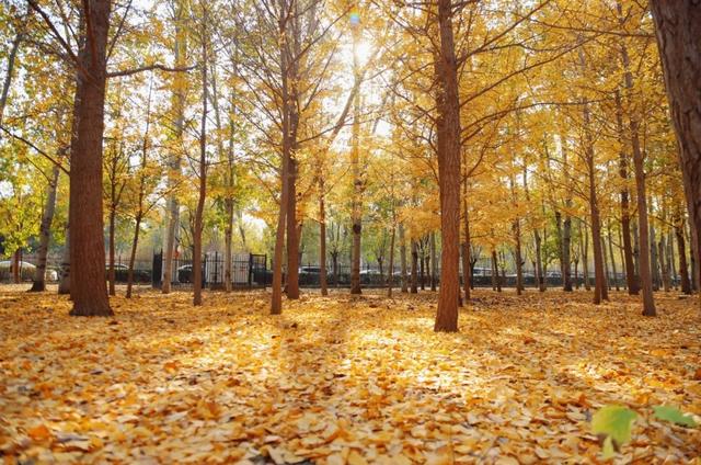 冬已至，秋未远，再赏一波王四营的秋——