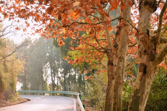 美！金堂这条梧桐大道，来一次就爱上！