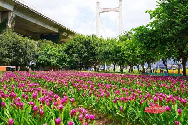 一大波“上新”！福州这一幕幕，太惊艳！不少人直呼“太好拍了”