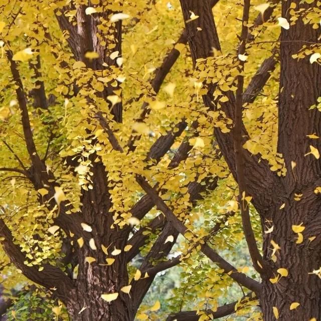 还在凑满减？这里的绝美秋景免费派送中——