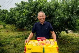 拼多多发布Q2财报！未来一年减免100亿元交易手续费图片