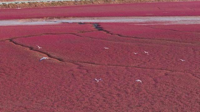 南海新区红海滩入诗入画