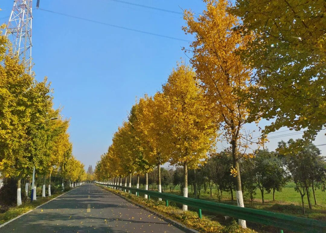 荆州赏秋地图｜不止中心城区！荆州县域秋景图鉴出炉，N个绝美点位等你来打卡！