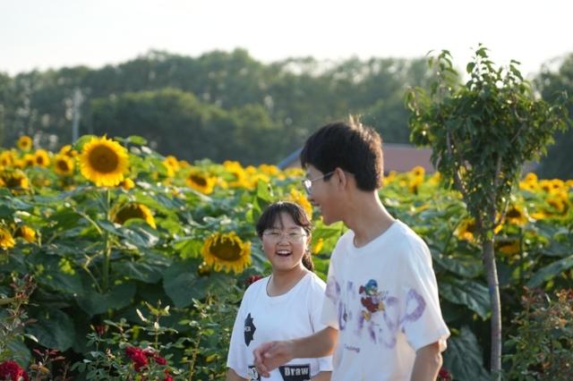向日葵：我想开了！这个夏天来灵台见一面吧