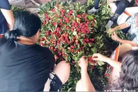 东莞荔枝上市啦！这份采摘攻略请收好图片