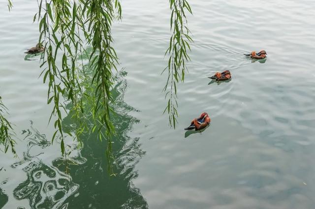 秋日的北海公园，一池成双的鸳鸯