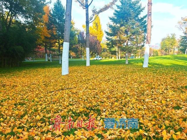泉城深秋“金”装裹 银杏漫染诗意浓