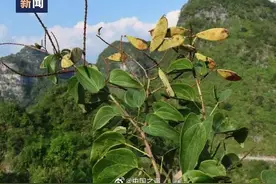 80年一遇！稀有植物凌云龙须藤重现广西图片