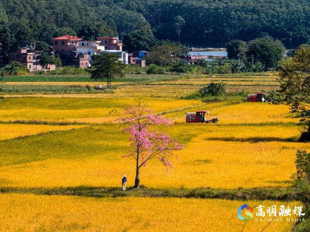 限定浪漫！高明晚稻收割忙，“丰”景美如画
