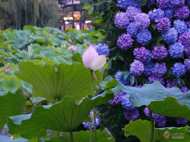 【高清组图】翠湖荷花盛放 日均吸引超3.6万人次赏花