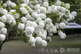一棵树就能开成花海，河南博物院中华木绣球绽放图片