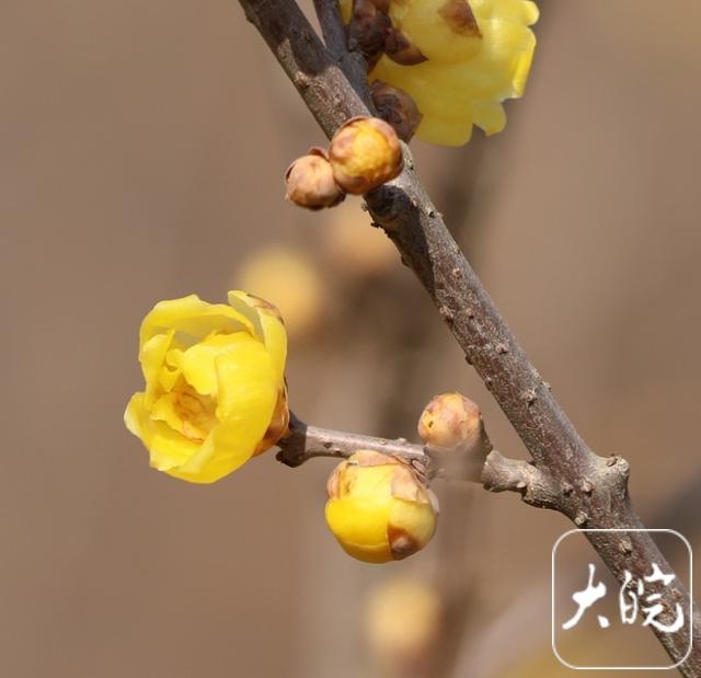 淮南舜耕山梅园：几株早梅已吐蕊 蜜蜂冬日采蜜忙